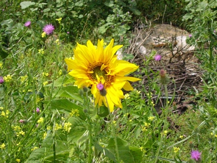 Helianthus Decapetalus
