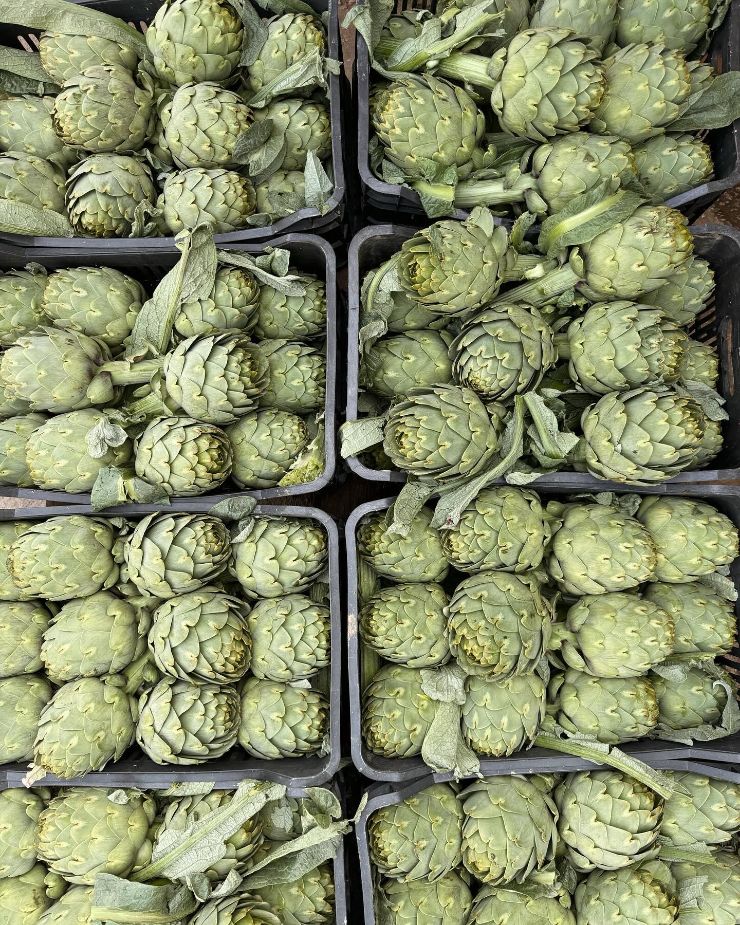 Artichoke - Ardi Choki