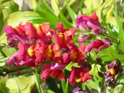 Flowers from Lebanon