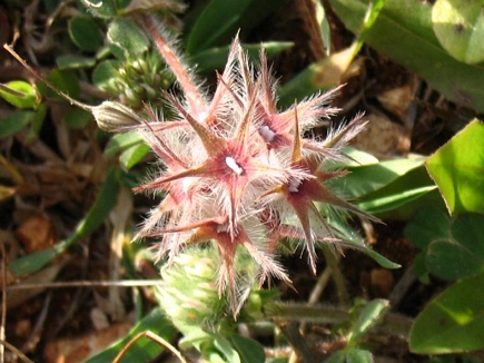 Wild Flowers - Spring 2005