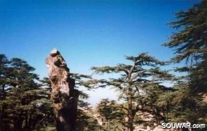 Cedars