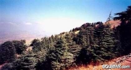 Cedars