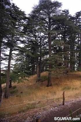 Cedars