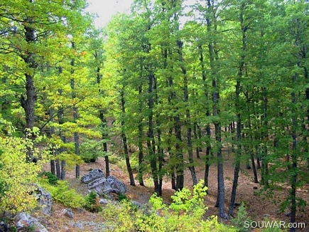 A Part Of The Iron Oak Forest
