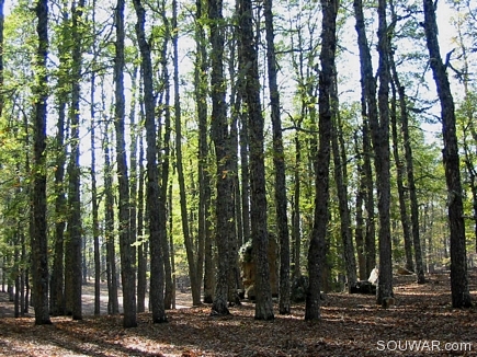 A Rock In The Dense Iron Oak Forest