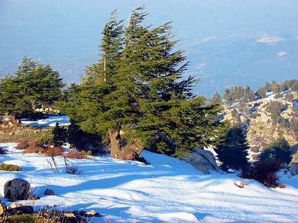 An Old Cedar With Snow Around