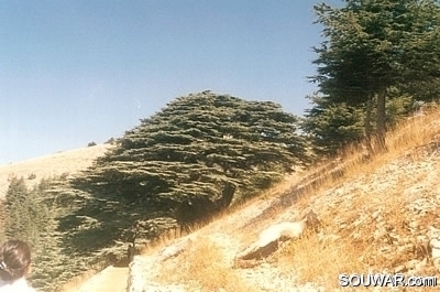 Cedars