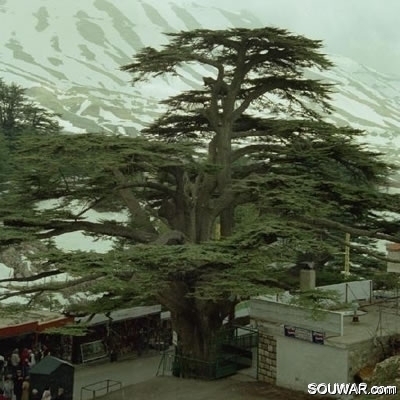 Cedars