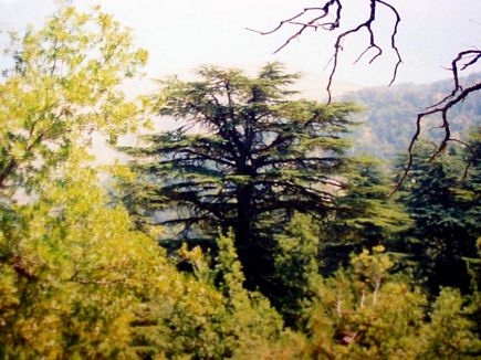 Les Cedres , Ehden National Reserve