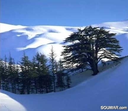 Cedars