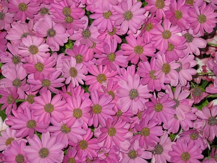 Collection, Flowers Of Aadbel, Akkar