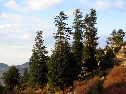 Evergreen Apies & Red Color Plants Around , Kamoua
