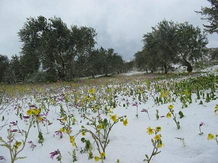 Flowers and Snow