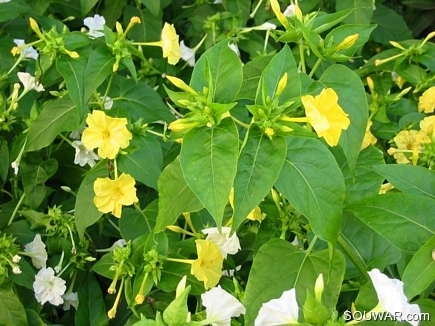 Mirabilis Jalapa
