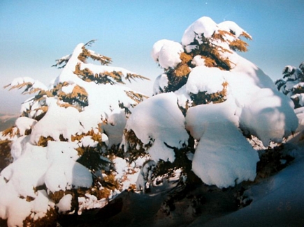 Snow On Cedars