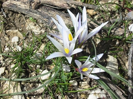 Wild Flowers - Spring 2005
