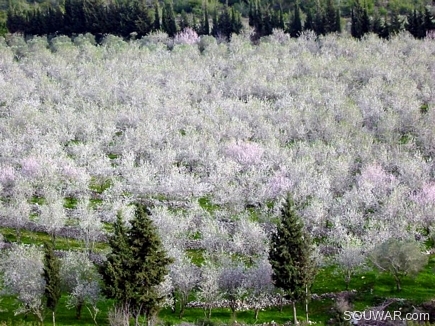 The Spring Field , Bayno