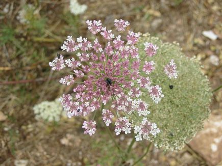 White Wild Flower