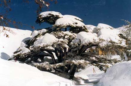 Cedars
