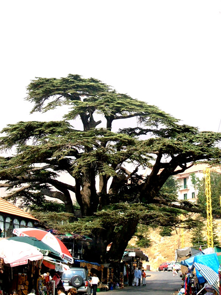 Cedars