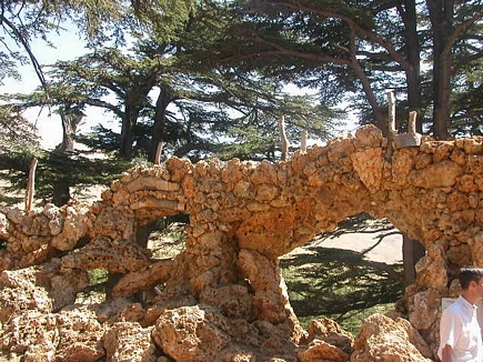 Cedars