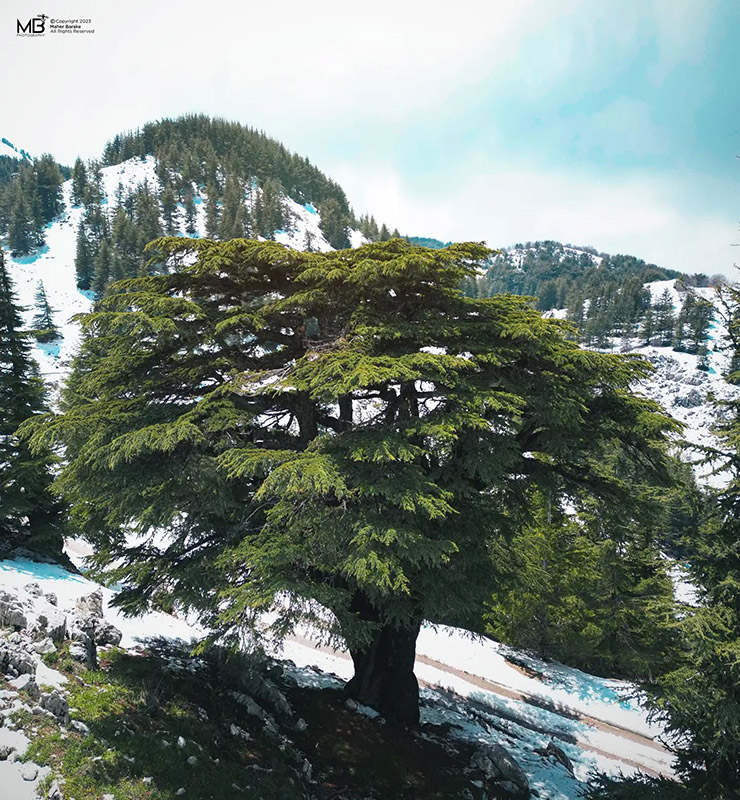 Cedars - Arz