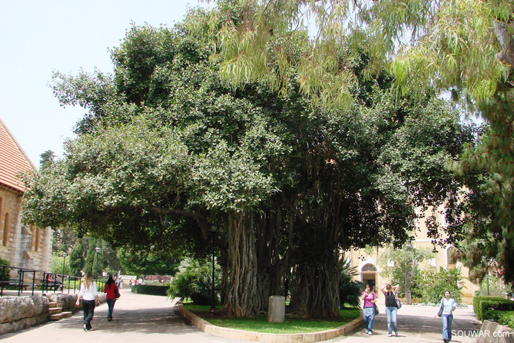 American University of Beirut