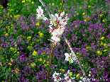 Almond Flowers Over A Flowery Background , Aadbel
