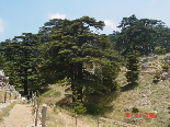 Cedars - Il Arz
