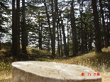 Cedars - Il Arz