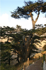 Cedars