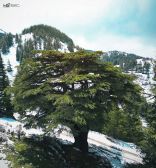 Cedars - Arz